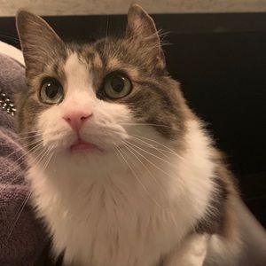 Meet your Posher, Molly